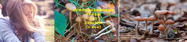 сатива Алексин